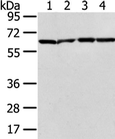 Rabbit Polyclonal Antibody to ATIC