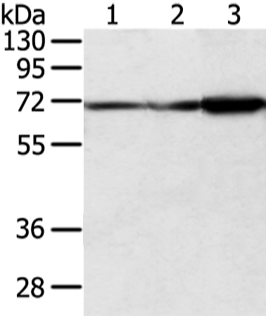 Rabbit Polyclonal Antibody to DLAT