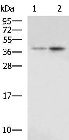 Rabbit Polyclonal Antibody to STRAP