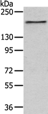Rabbit Polyclonal Antibody to USP47