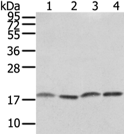 Rabbit Polyclonal Antibody to VAMP4