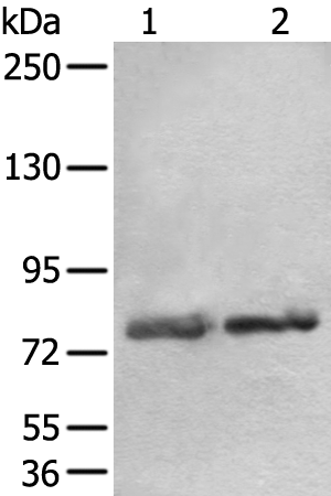 Rabbit Polyclonal Antibody to AOC3
