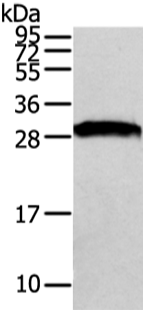 Rabbit Polyclonal Antibody to VAPA