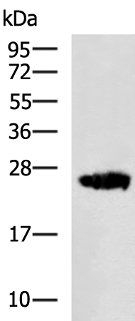 Rabbit Polyclonal Antibody to CHMP3