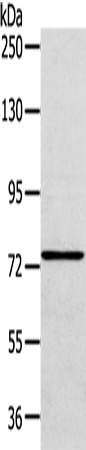 Rabbit Polyclonal Antibody to VPS53