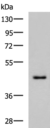 Rabbit Polyclonal Antibody to WDR4