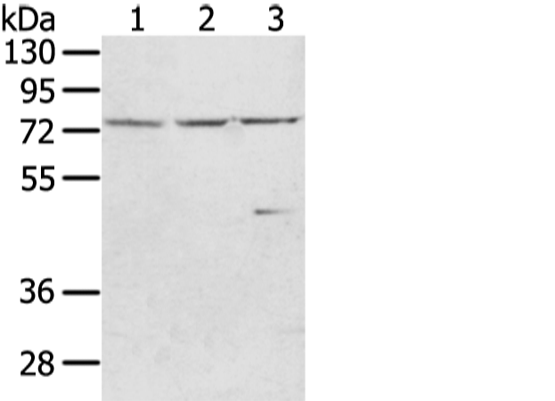 Rabbit Polyclonal Antibody to WRAP53