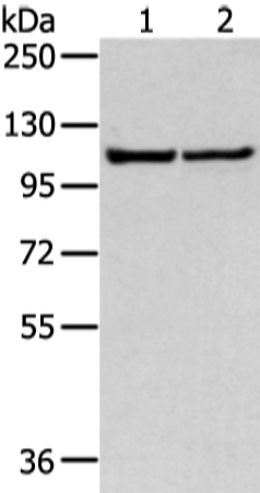 Rabbit Polyclonal Antibody to WWP1