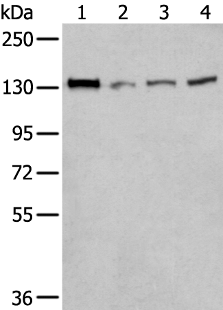 Rabbit Polyclonal Antibody to MORC2