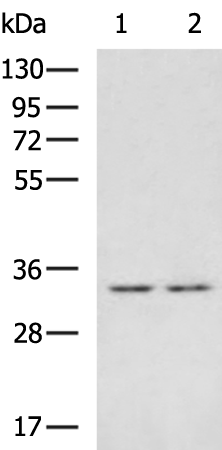 Rabbit Polyclonal Antibody to ZFAND1