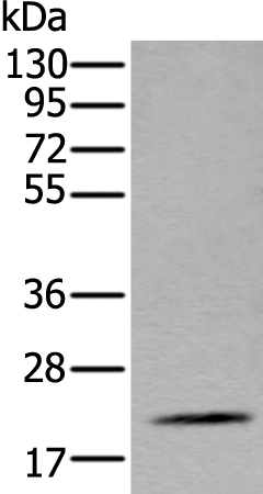Rabbit Polyclonal Antibody to ZFAND5