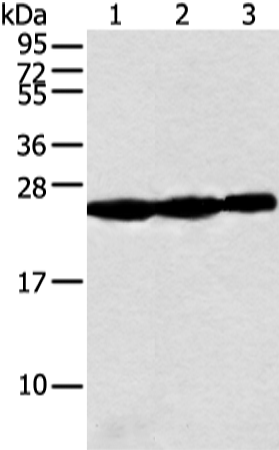 Rabbit Polyclonal Antibody to NDUFB10