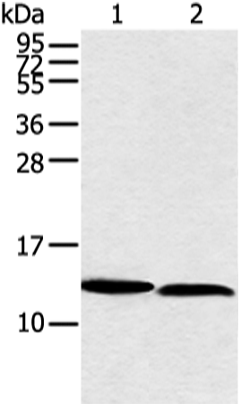 Rabbit Polyclonal Antibody to NDUFB3