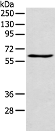 Rabbit Polyclonal Antibody to TIGD5