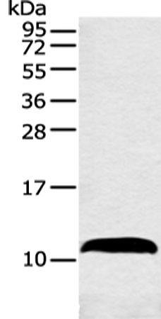 Rabbit Polyclonal Antibody to HMGN3