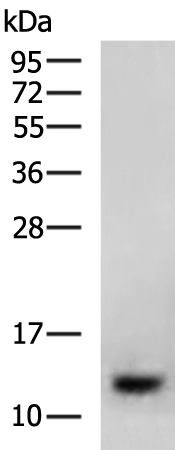 Rabbit Polyclonal Antibody to UQCRH