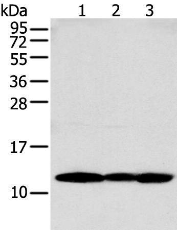 Rabbit Polyclonal Antibody to S100A16