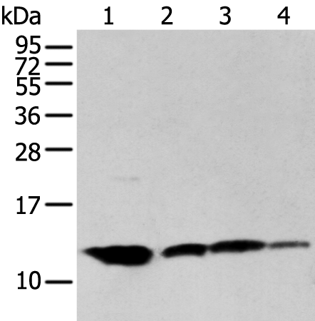 Rabbit Polyclonal Antibody to MPC1