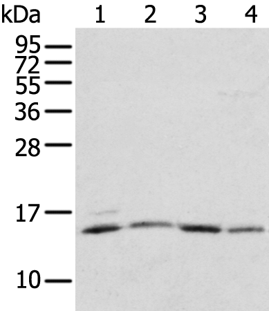 Rabbit Polyclonal Antibody to RPL35A
