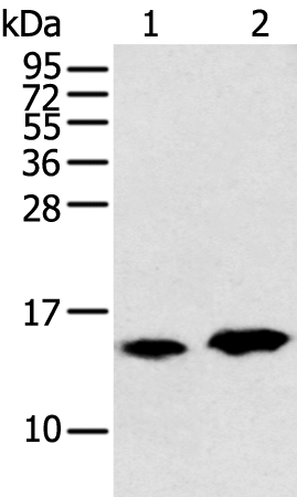 Rabbit Polyclonal Antibody to CARTPT