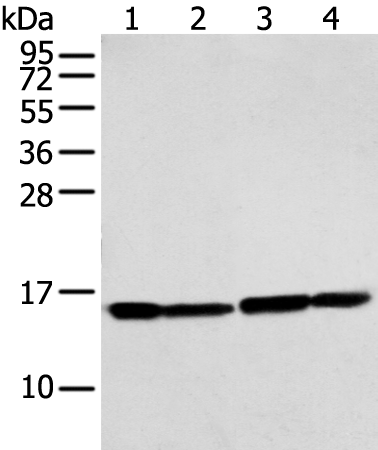 Rabbit Polyclonal Antibody to MMGT1
