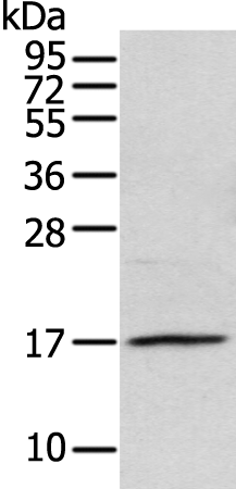 Rabbit Polyclonal Antibody to NDP