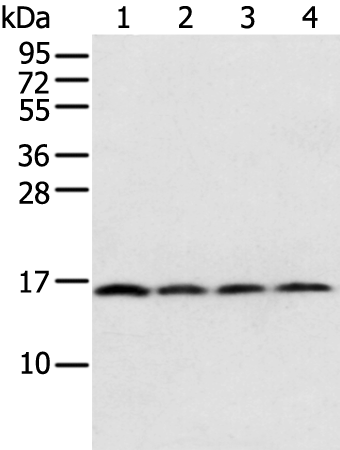 Rabbit Polyclonal Antibody to MRPS18C