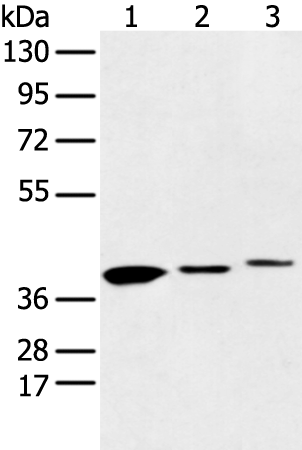 Rabbit Polyclonal Antibody to MAT2B
