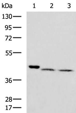 Rabbit Polyclonal Antibody to ATP1B4