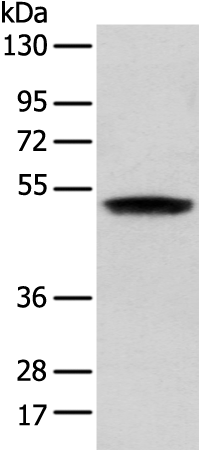 Rabbit Polyclonal Antibody to ZNF621