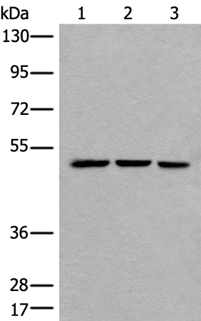 Rabbit Polyclonal Antibody to HNRNPH2