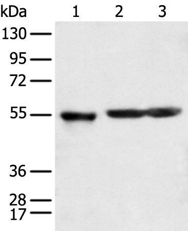 Rabbit Polyclonal Antibody to KCTD16