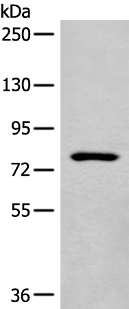 Rabbit Polyclonal Antibody to CDHR4