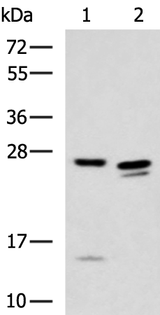 Rabbit Polyclonal Antibody to H1-6