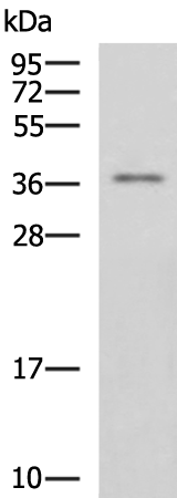 Rabbit Polyclonal Antibody to ITLN2
