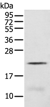 Rabbit Polyclonal Antibody to C8G