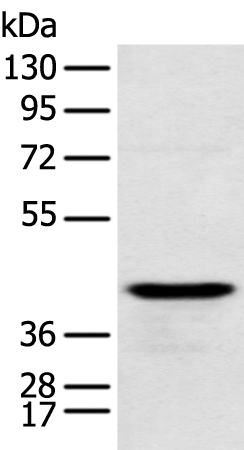 Rabbit Polyclonal Antibody to RSPH1