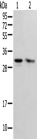 Rabbit Polyclonal Antibody to PSMF1