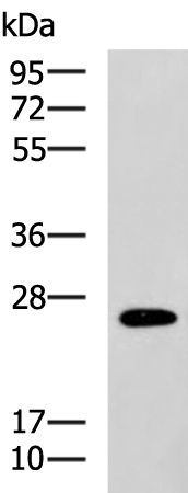 Rabbit Polyclonal Antibody to RAB41