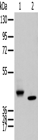 Rabbit Polyclonal Antibody to IDO2
