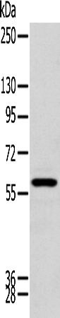 Rabbit Polyclonal Antibody to ZNF248
