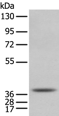 Rabbit Polyclonal Antibody to NUDT6