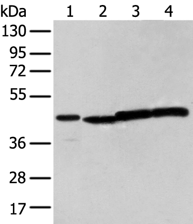 Rabbit Polyclonal Antibody to NUDT12