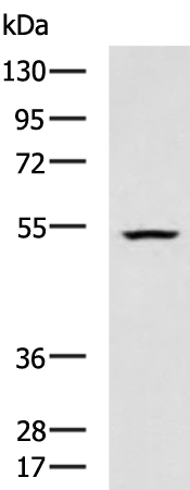 Rabbit Polyclonal Antibody to BTNL2