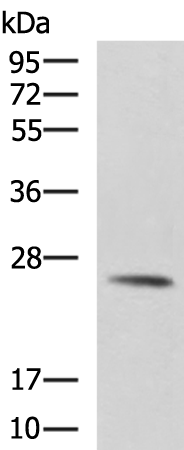 Rabbit Polyclonal Antibody to GSTM2