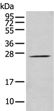 Rabbit Polyclonal Antibody to PRRG3
