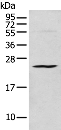 Rabbit Polyclonal Antibody to C1QTNF3