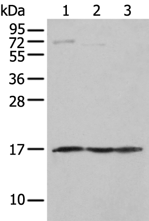 Rabbit Polyclonal Antibody to NDUFA12