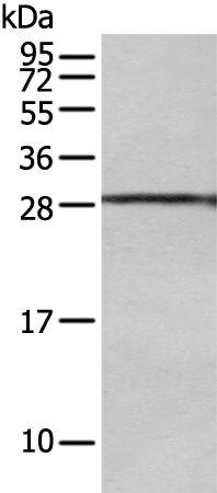 Rabbit Polyclonal Antibody to USE1