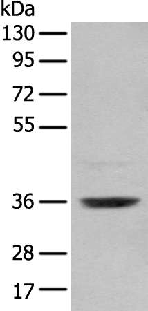Rabbit Polyclonal Antibody to FKBP6